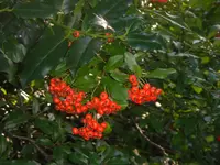 9.9.2010 072.webp