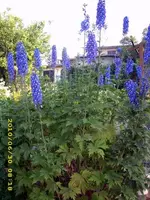 JD500428.webp