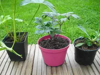CIMG0523.webp