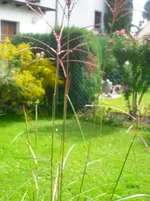 CIMG0547.webp