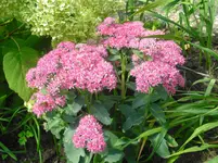 CIMG0556.webp