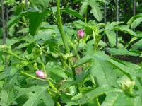 CIMG0558.webp