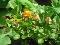 CIMG0564.webp