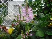 CIMG0568.webp