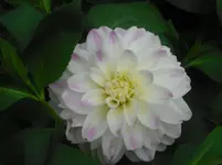 CIMG0571.webp