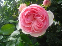 CIMG0574.webp