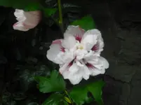 CIMG0576.webp