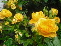 CIMG0577.webp