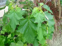 CIMG0583.webp