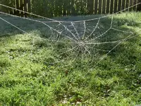 Netze (2).webp
