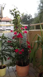 DSCF3654.webp