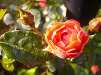 Blüten 024.webp