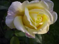 Blüten 047.webp
