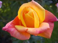 Blüten 050.webp