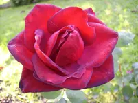 Blüten 045.webp