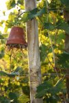 Herbst am Weinstock...JPG