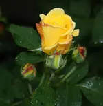 Lichtkönigin Luisa.webp