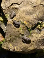 Froschbaby's.webp
