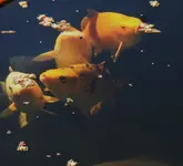 Koi 06.09 (2).webp