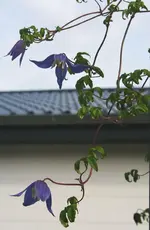Frances Ravis Nachblüte2.webp