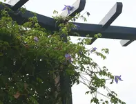 Frances Ravis Nachblüte.webp