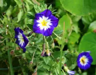 blaue Prunkwinde.webp