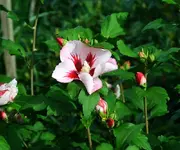 Garteneibisch.webp