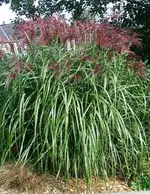 Gras blüht.webp