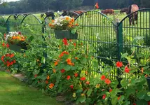 Kressen am Gartenzaun.webp
