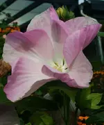 Moscheutos.webp