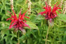 rote Monarde.webp