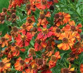 Sonnenbraut.webp