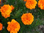 Tagetes.jpg