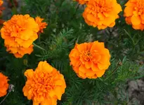 Tagetes.webp