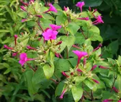 Wunderblume pink.webp
