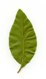 BlattHinten.webp