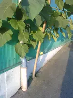 P190810_07.090001.webp