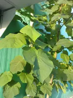 P190810_07.090002.webp