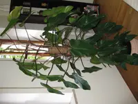 IMG_0509[1].webp