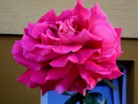 CIMG5020.webp