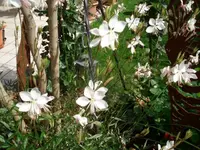 Gaura.webp