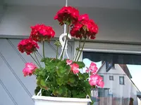 DSCF4069.webp