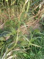 Diverses 042.webp