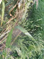 Diverses 043.webp