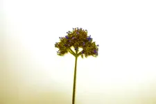 Blume2.webp
