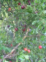 Diverses 040.webp