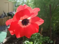 anemone.webp