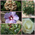 hibiskus-schneeball.webp
