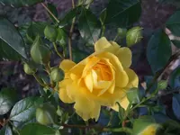 rose gelb.webp