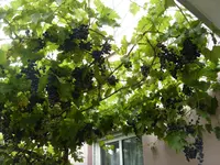 Weintrauben.webp